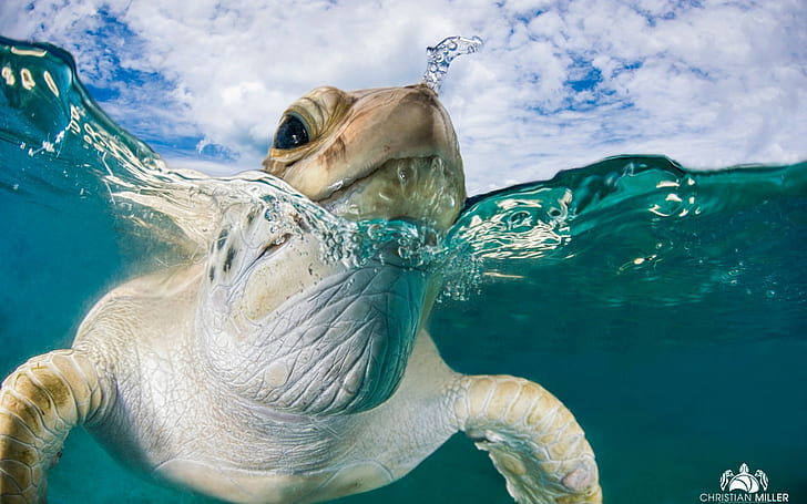 animals, photography, turtle, split view, sea