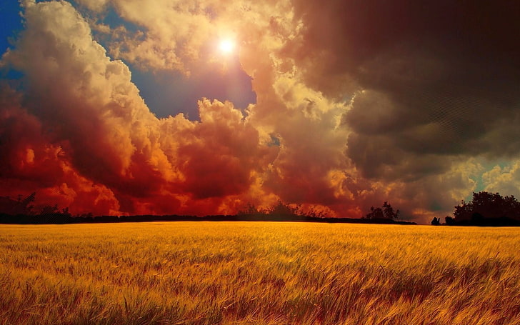 field, wheat, clouds, sky, landscape, cloud - sky, environment