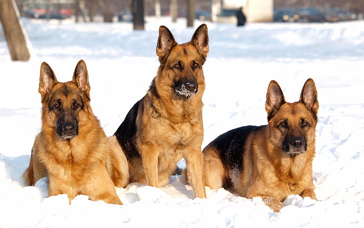 animals, German Shepherd, snow, dog