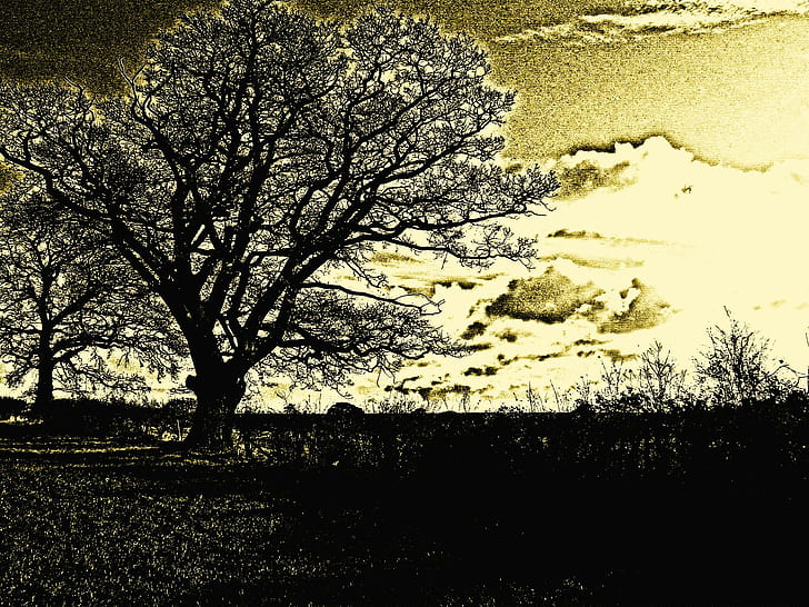 Tree L Skyscape, landscape, photoshop, fields, impressionist, HD wallpaper