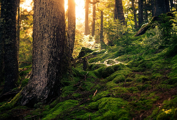 forest, nature, tree trunk, moss, trees
