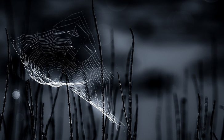 closeup, spiderwebs, focus on foreground, close-up, fragility