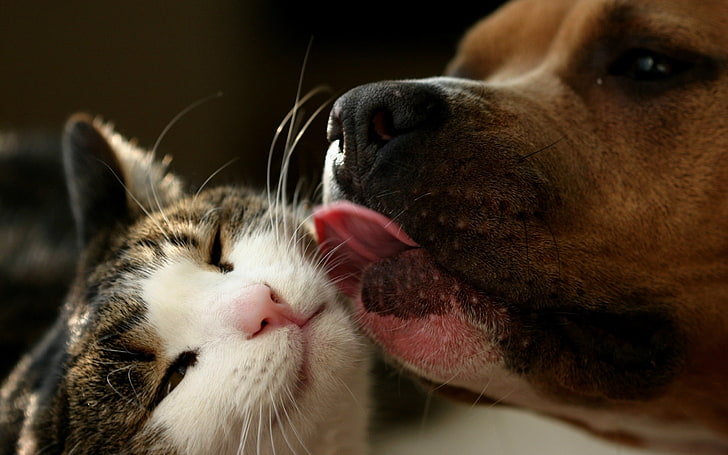 adult tan American pit bull terrier and brown tabby cat, dog