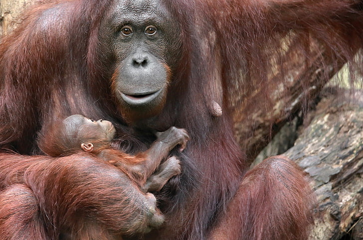 Mother, children, animals, baby animals, apes, primate, mammal