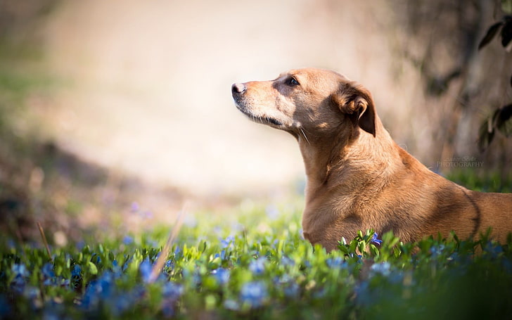 short-coated tan dog, animals, nature, flowers, plants, one animal