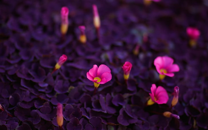 pink petaled flowers, purple and pink flowers, nature, macro, HD wallpaper
