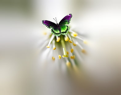 HD wallpaper: flower, butterfly, beautiful, motley, Josep Sumalla, beauty  in nature | Wallpaper Flare