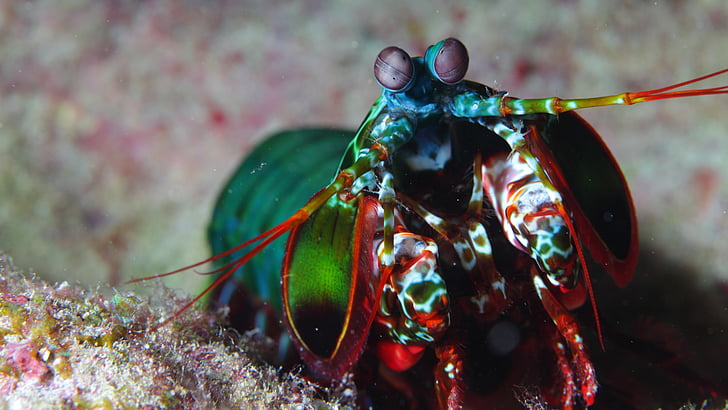 Mantis shrimp, Indian, Pacific, Ocean, Africa, Hawaii, colorful