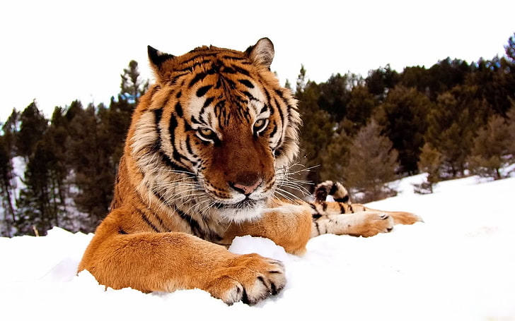 animals, snow, tiger, cold temperature, winter, mammal, animal themes, HD wallpaper