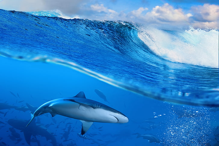 Great white shark in sea digital wallpaper, waves, animals, water, HD wallpaper