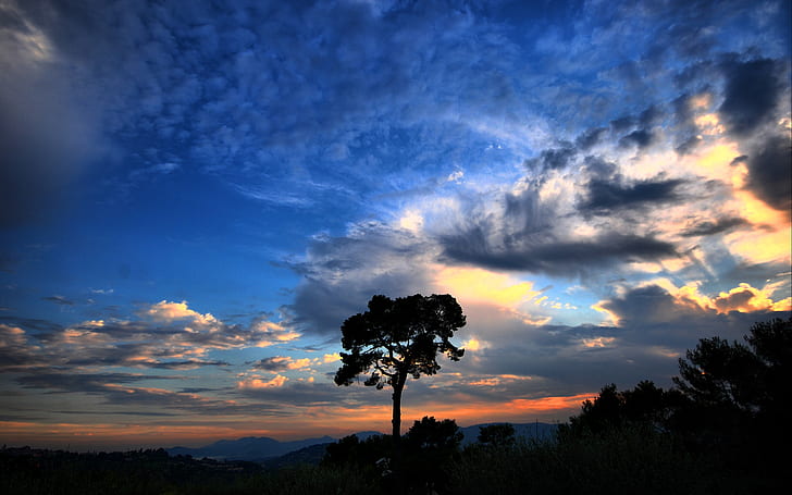 Dramatic sky, silhouette photo of tree