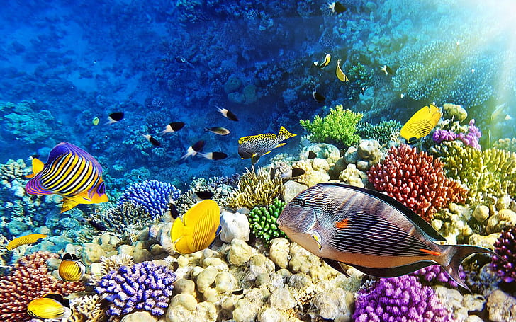 HD wallpaper: Maldives Malaysia Red Sea Coral Reef Underwater World Desktop  Hd Wallpaper 1920×1200 | Wallpaper Flare