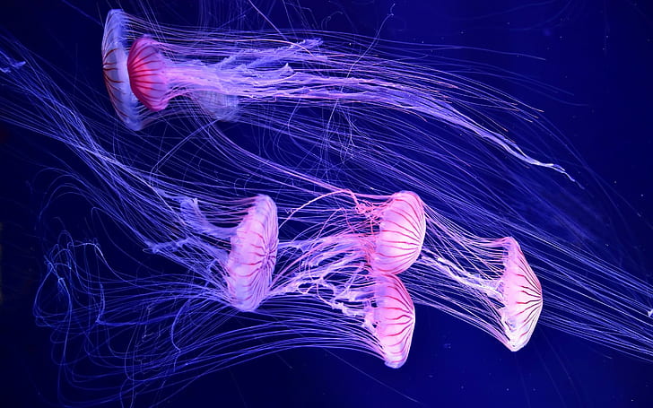 HD wallpaper: Underwater, Jellyfish, Deep sea | Wallpaper Flare