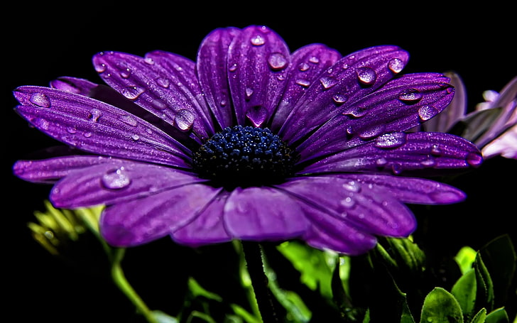 purple Osteospermum flower, night, drops, dew, close-up, nature, HD wallpaper