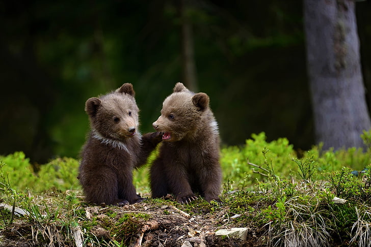 adorable, animal, baby, bear, cub, cute, HD wallpaper