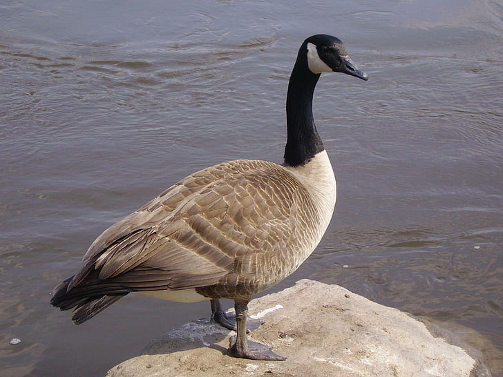 Canadian Goose, water, rock, bird, animal, animals