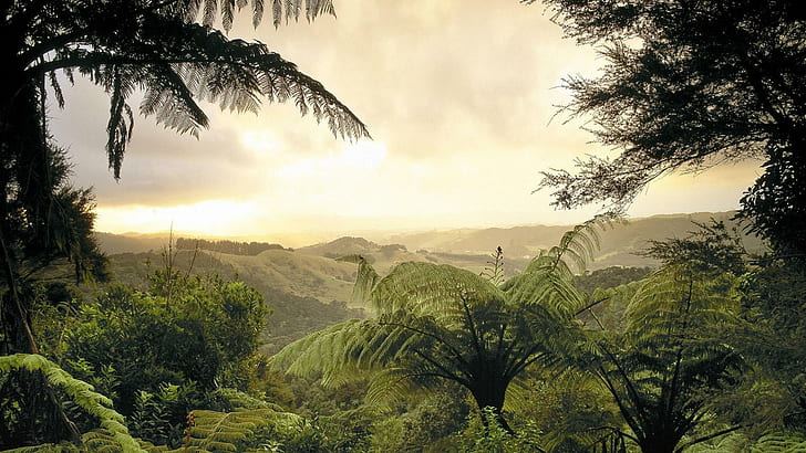 HD wallpaper: Look Thru The Jungle, green trees, hills, haze, palms, 3d and  abstract | Wallpaper Flare