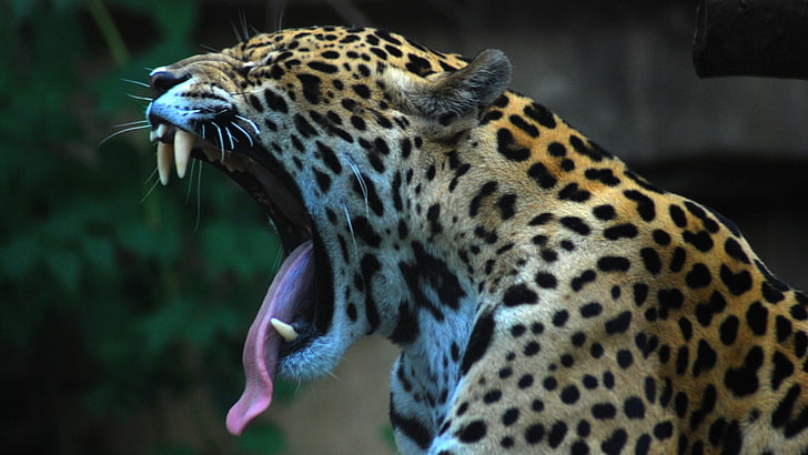 HD wallpaper: jaguars, animals, nature, animal wildlife, big cat, animal  themes | Wallpaper Flare