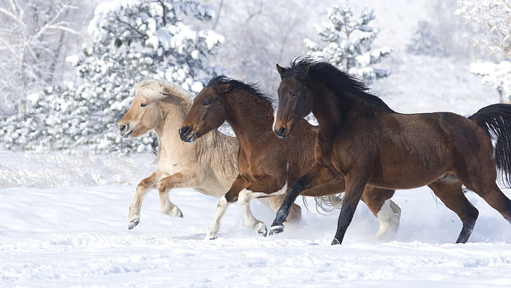 Snow Horse Winter HD, three brown and white horses, animals