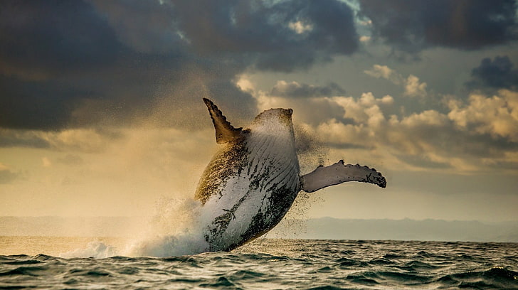 white and gray whale, nature, landscape, animals, sea, jumping, HD wallpaper