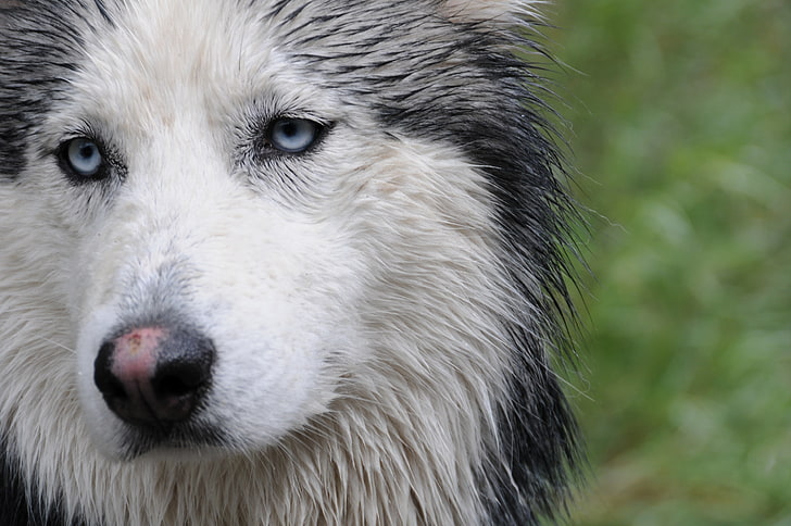 adult white and grey Siberian husky, dog, face, wet, sled Dog