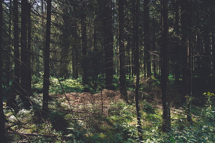 nature, trees, forest, green, dappled sunlight, plant, land