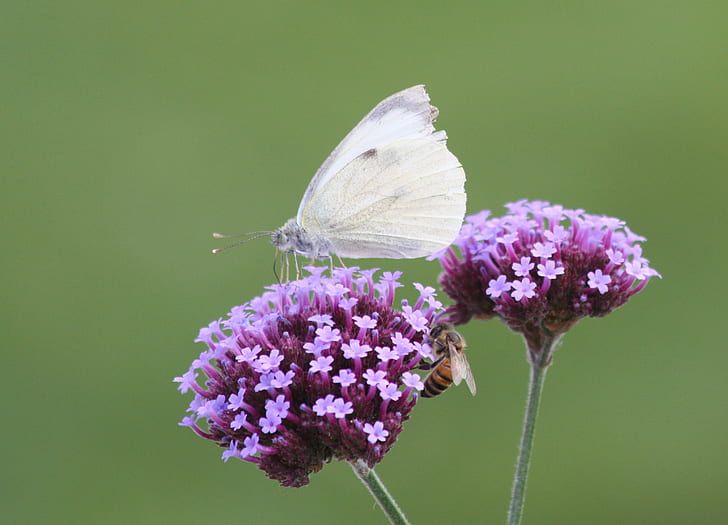 white Skipper Butterfly perched on purple Lantana flower in close-up photography during daytime, verbena, verbena