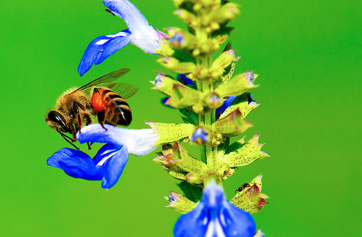 Bee, Ant, Blue Flower, Animals, Insects, Nature, Green, Flowers