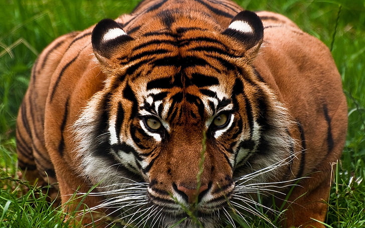 tiger illustration, face, aggression, animal, wildlife, striped, HD wallpaper