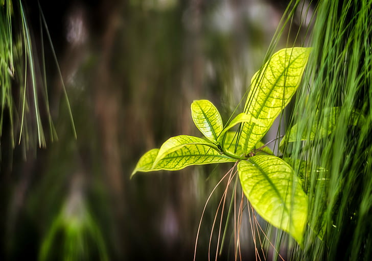 green leave plant during daytime, Leaf, nature, green Color, forest, HD wallpaper