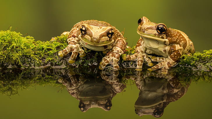 Amazon milk frogs 1080P, 2K, 4K, 5K HD wallpapers free download | Wallpaper  Flare