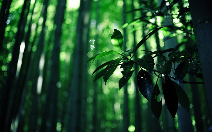 wood, bamboo, Japan, leaves, plant, growth, green color, tree