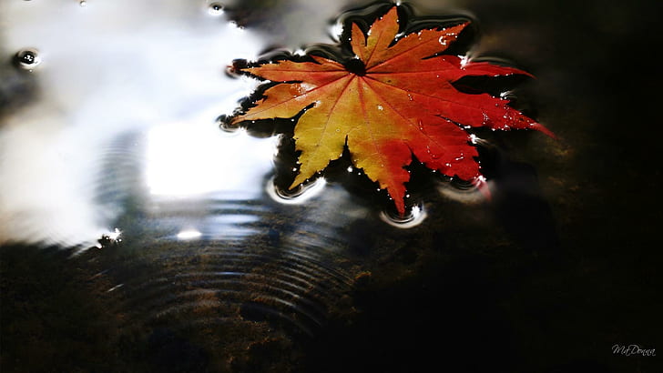 Floating Autumn, water, firefox persona, lake, maple, fall, leaf, HD wallpaper