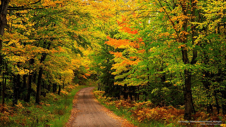 Fall Foliage, Ottawa National Forest, Michigan, HD wallpaper