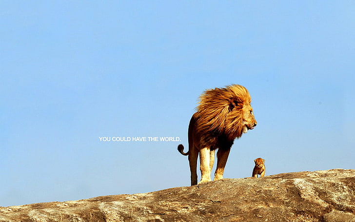 lion, quote, inspirational, animal, animal themes, sky, rock
