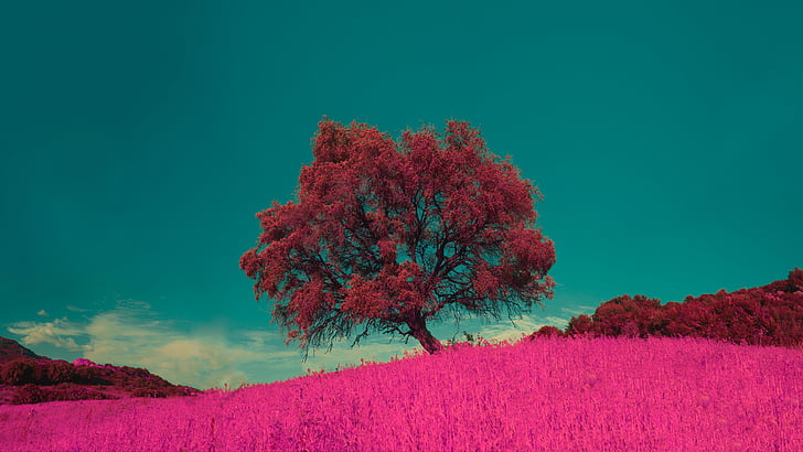 pink tree, lone tree, pink field, blue sky, lonely tree, nature