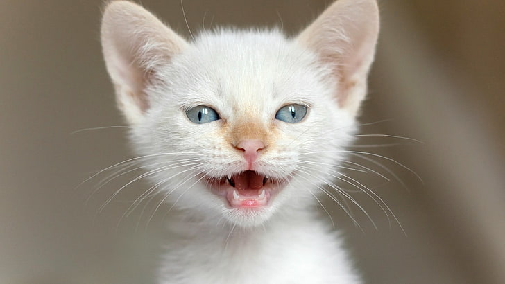 white kitten, cat, kittens, nature, animals, baby animals, closeup, HD wallpaper