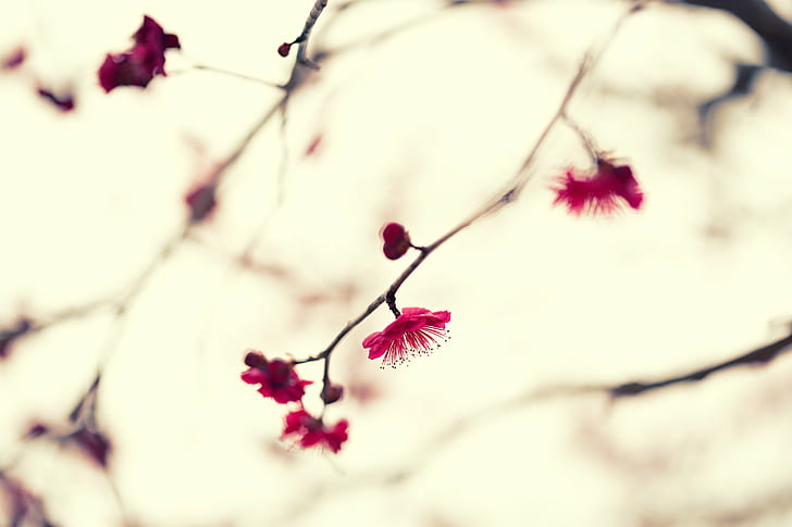 selective focus photography of pink leaf tree, japanese apricot, japanese apricot