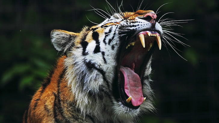 roaring tiger face, animal, animal themes, mouth open, one animal