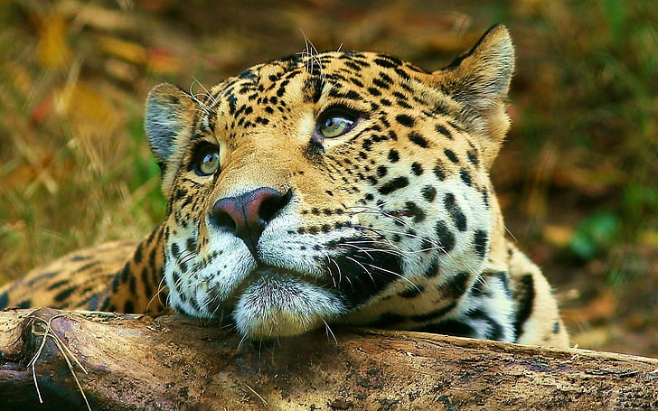 animals, leopard, feline, leopard (animal), animal themes, animal wildlife, HD wallpaper