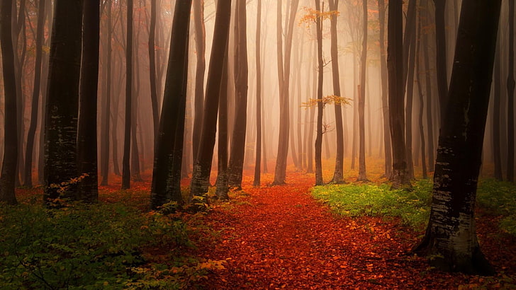 forest, twilight, path, trees, misty, fog, land, autumn, plant, HD wallpaper