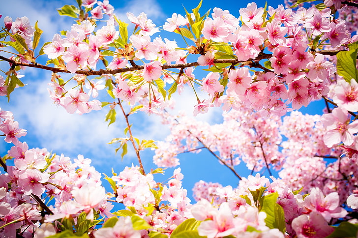 pink flowers, photography, cherry blossom, plant, flowering plant