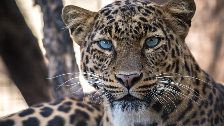 leopard, big cats, animals, whiskers, HD wallpaper