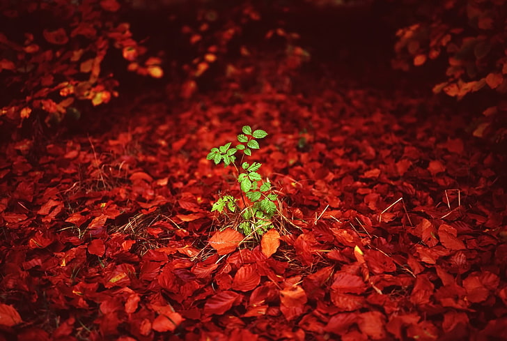 green plant, red, plants, leaves, plant part, leaf, growth, selective focus, HD wallpaper