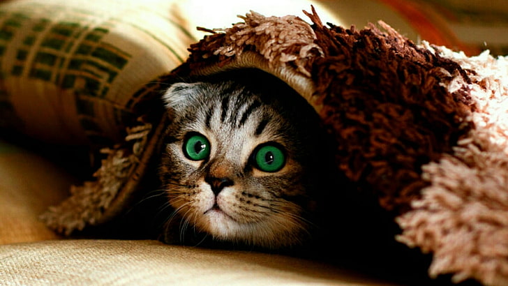 cat, green eyes, pet, cute, peep, whiskers, carpet, kitten, HD wallpaper