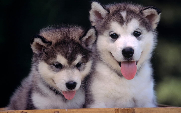 two black-and-white Siberian husky puppies, couple, leisure, sled Dog