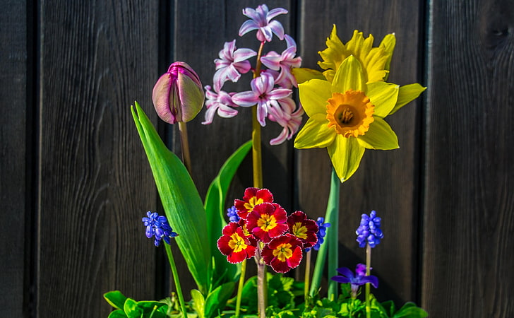 Spring Flowers Background, yellow daffodils, pink hyacinth, purple tulip, and red-and-yellow primrose flowers