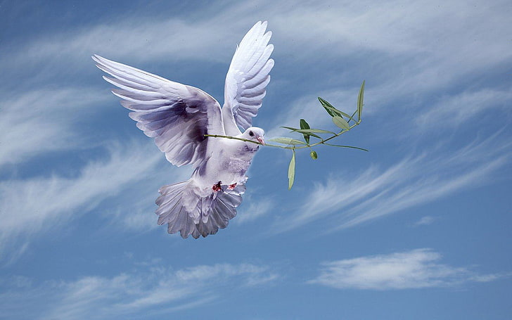 White Dove With An Olive Branch,symbol Of Peace Hd Wallpapers For Laptop Widescreen Free Download
