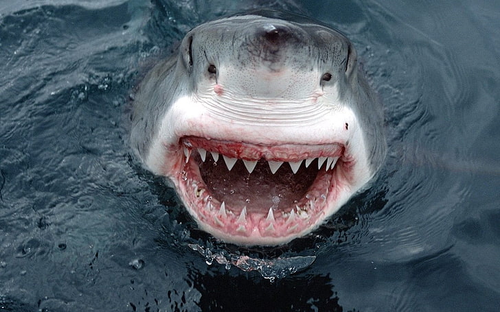 gray shark photography, teeth, water, animals, no people, animal body part