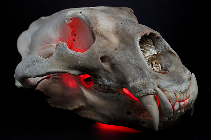 polar bears, skull, black background, teeth, colorful, red